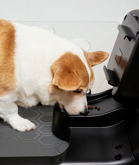 Yesoul Q1 Pet Treadmill