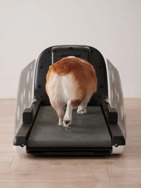 Yesoul Q1 Pet Treadmill
